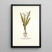 Gladiolus floribundus - Nikolaus Joseph Freiherr von Jacquin — cuadro enmarcado en la pared