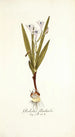 Gladiolus floribundus - Nikolaus Joseph Freiherr von Jacquin — vista de la obra