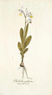 Gladiolus galeatus - Nikolaus Joseph Freiherr von Jacquin — vista de la obra