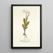 Gladiolus galeatus - Nikolaus Joseph Freiherr von Jacquin — cuadro enmarcado en la pared