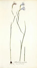 Gladiolus gracilis - Nikolaus Joseph Freiherr von Jacquin — vista de la obra