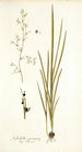 Gladiolus gramineus - Nikolaus Joseph Freiherr von Jacquin — vista de la obra