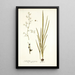 Gladiolus gramineus - Nikolaus Joseph Freiherr von Jacquin — cuadro enmarcado en la pared