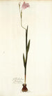 Gladiolus hirsutus - Nikolaus Joseph Freiherr von Jacquin — vista de la obra