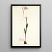 Gladiolus hirsutus - Nikolaus Joseph Freiherr von Jacquin — cuadro enmarcado en la pared