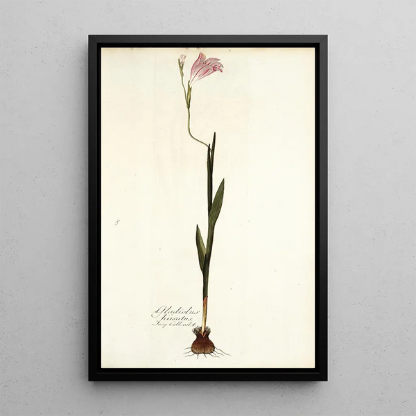 Nikolaus Joseph Freiherr von Jacquin - Gladiolus hirsutus.webp