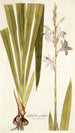 Gladiolus iridifolius - Nikolaus Joseph Freiherr von Jacquin — vista de la obra