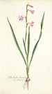 Gladiolus laccatus - Nikolaus Joseph Freiherr von Jacquin — vista de la obra