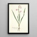Gladiolus laccatus - Nikolaus Joseph Freiherr von Jacquin — cuadro enmarcado en la pared