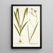 Gladiolus longiflorus - Nikolaus Joseph Freiherr von Jacquin | Cuadro — cuadro enmarcado en la pared