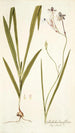 Gladiolus longiflorus - Nikolaus Joseph Freiherr von Jacquin | Cuadro — vista de la obra