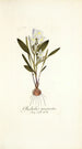 Gladiolus mucronatus - Nikolaus Joseph Freiherr von Jacquin | Cuadro — vista de la obra