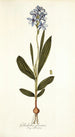 Gladiolus plicatus - Nikolaus Joseph Freiherr von Jacquin — vista de la obra