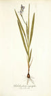 Gladiolus plicatus angustifolius - Nikolaus Joseph Freiherr von Jacquin — vista de la obra