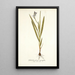 Gladiolus plicatus angustifolius - Nikolaus Joseph Freiherr von Jacquin — cuadro enmarcado en la pared