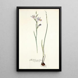 Nikolaus Joseph Freiherr von Jacquin - Gladiolus punctatus.webp