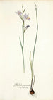 Gladiolus punctatus - Nikolaus Joseph Freiherr von Jacquin — vista de la obra
