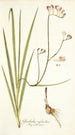 Gladiolus refractus - Nikolaus Joseph Freiherr von Jacquin — vista de la obra