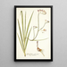 Gladiolus refractus - Nikolaus Joseph Freiherr von Jacquin — cuadro enmarcado en la pared