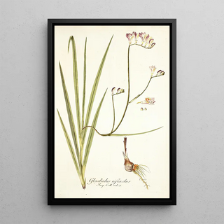 Nikolaus Joseph Freiherr von Jacquin - Gladiolus refractus.webp