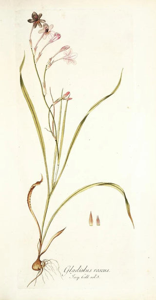 Nikolaus Joseph Freiherr von Jacquin - Gladiolus roseus.webp