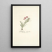 Gladiolus silenoides - Nikolaus Joseph Freiherr von Jacquin — cuadro enmarcado en la pared