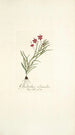 Gladiolus silenoides - Nikolaus Joseph Freiherr von Jacquin — vista de la obra