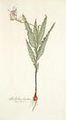 Gladiolus striatus - Nikolaus Joseph Freiherr von Jacquin — vista de la obra