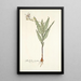 Gladiolus striatus - Nikolaus Joseph Freiherr von Jacquin — cuadro enmarcado en la pared