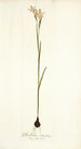 Gladiolus strictus - Nikolaus Joseph Freiherr von Jacquin — vista de la obra
