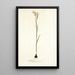 Gladiolus strictus - Nikolaus Joseph Freiherr von Jacquin — cuadro enmarcado en la pared