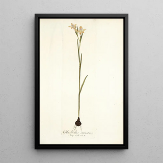 Nikolaus Joseph Freiherr von Jacquin - Gladiolus strictus.webp