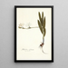 Gladiolus sulphureus - Nikolaus Joseph Freiherr von Jacquin | Cuadro — cuadro enmarcado en la pared