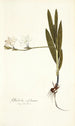 Gladiolus sulphureus - Nikolaus Joseph Freiherr von Jacquin | Cuadro — vista de la obra
