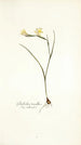 Gladiolus tenellus - Nikolaus Joseph Freiherr von Jacquin — vista de la obra
