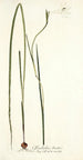 Gladiolus tristis - Nikolaus Joseph Freiherr von Jacquin — vista de la obra