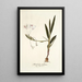 Gladiolus tubatus - Nikolaus Joseph Freiherr von Jacquin — cuadro enmarcado en la pared