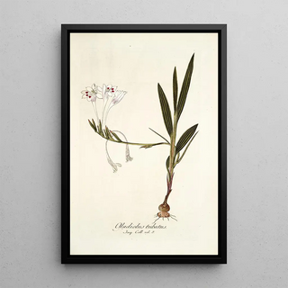 Nikolaus Joseph Freiherr von Jacquin - Gladiolus tubatus.webp