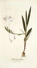 Gladiolus tubatus - Nikolaus Joseph Freiherr von Jacquin — vista de la obra