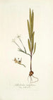 Gladiolus tubiflorus - Nikolaus Joseph Freiherr von Jacquin — vista de la obra