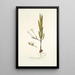 Gladiolus tubiflorus - Nikolaus Joseph Freiherr von Jacquin — cuadro enmarcado en la pared