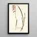 Gladiolus tubulosus - Nikolaus Joseph Freiherr von Jacquin — cuadro enmarcado en la pared