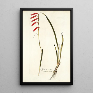 Nikolaus Joseph Freiherr von Jacquin - Gladiolus tubulosus.webp