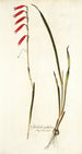 Gladiolus tubulosus - Nikolaus Joseph Freiherr von Jacquin — vista de la obra