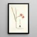Gladiolus watsonius - Nikolaus Joseph Freiherr von Jacquin — cuadro enmarcado en la pared
