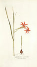 Gladiolus watsonius - Nikolaus Joseph Freiherr von Jacquin — vista de la obra