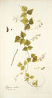 Glycine caribaea - Nikolaus Joseph Freiherr von Jacquin — vista de la obra