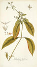 Gomphrena brasiliensis - Nikolaus Joseph Freiherr von Jacquin — vista de la obra