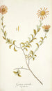 Gorteria asteroides - Nikolaus Joseph Freiherr von Jacquin — vista de la obra