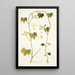 Gronovia scandens - Nikolaus Joseph Freiherr von Jacquin — cuadro enmarcado en la pared